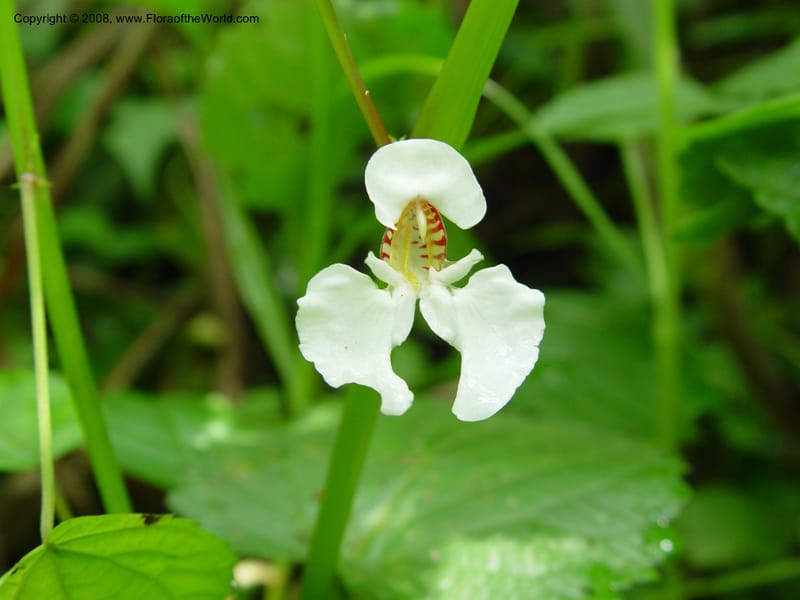 Impatiens burtonii cf--Cameroon. Mt. Cameroon. 5 Dec 03. 033.jpg