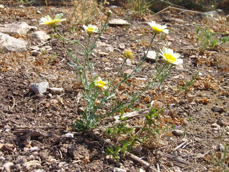 Glebionis (Chrysanthemum) coronaria v. discolor--Crete. Ep. Apokoronos. Aptera. 23 May 05. 040.jpg