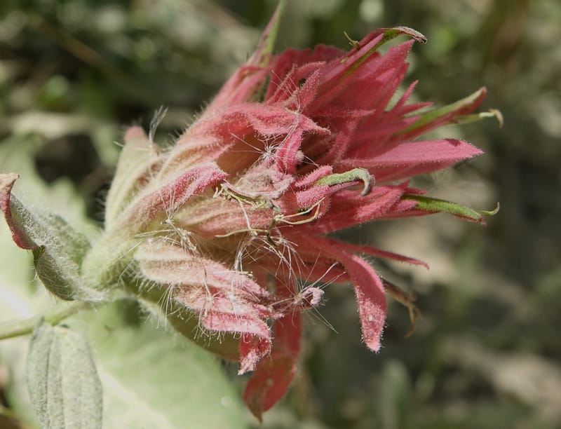 Castilleja miniata, C. Davidson 13730--ID. Boise Co. Robie Creek Rd. 21 July 2017. DSC03548 (55).JPG