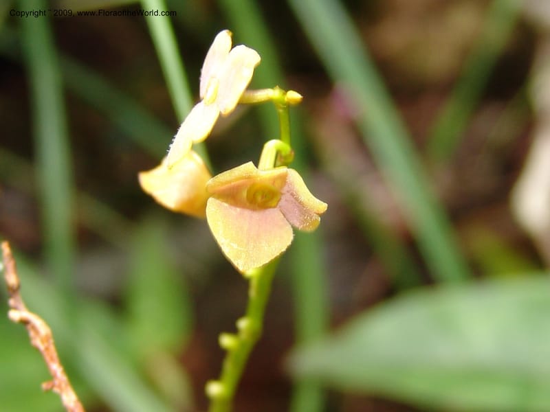 Stelis, DNeill15933--Ecuador. Prv. Zam. Ch. C del Condor. Wawaime plot. 22 Sep 07. 333.jpg