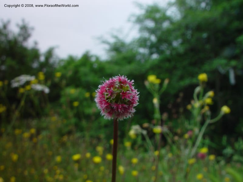 Sanguisorba minor--Italy. Tuscany. Totalfina Station on Hwy A1 (E35) so. of Arezzo. 12 May 02. 002.jpg
