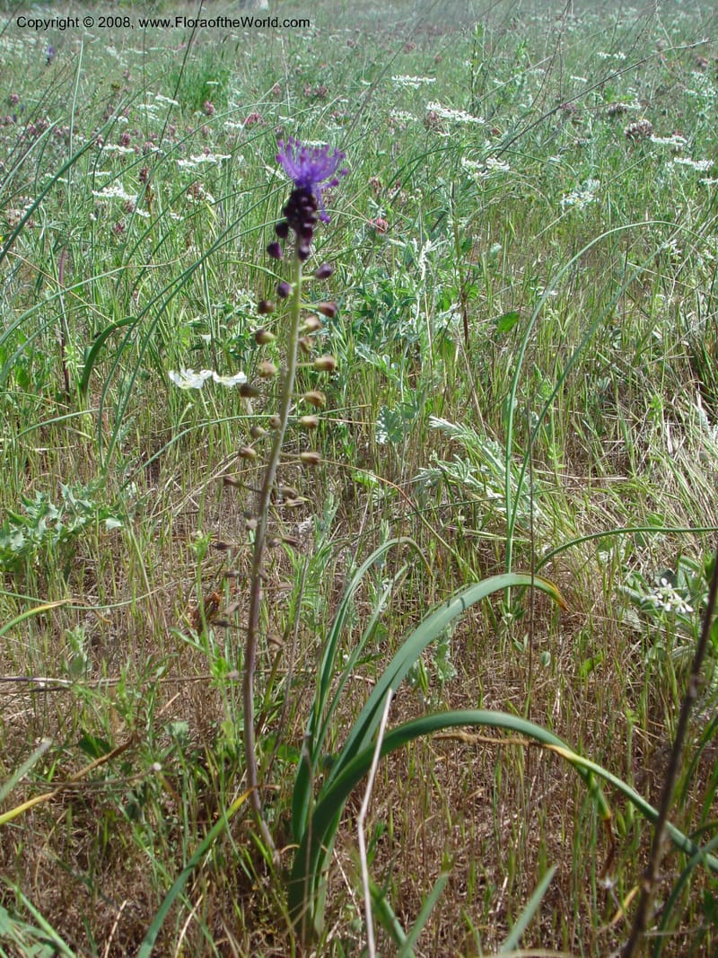 Muscari comosum--Italy. Abruzzo. N of Bussi on SS 17, Tirino River val. 6 May 03. 046.jpg