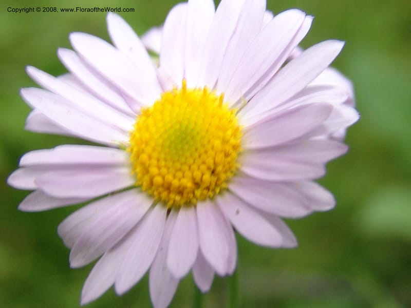 Erigeron peregrinus, CDavidson11118--ID. Adams Co. For. Serv. Rd. 453, to Goose Lk. 20 Jul 07. 209.jpg
