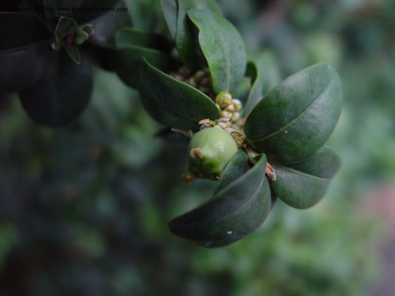 Buxus balericana--CA. UCLA. Mathias Bot. Gard. 13 Feb 03. 199.jpg