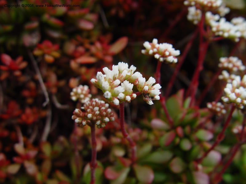 Crassula pubescens radicans, 25617--CA. Huntington Bot. Gard. 14 Feb 03. 108.jpg