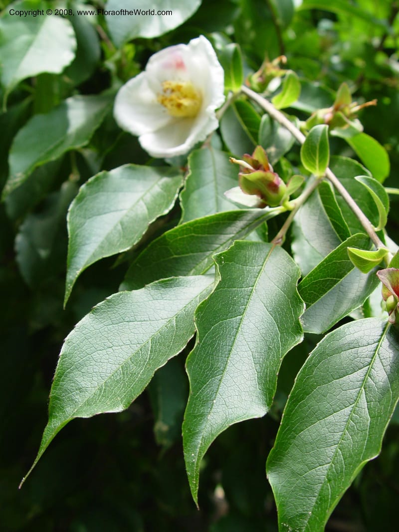 Stewartia sinensis--MA. Arnold Arboretum. 30 Jun 03. 108.jpg