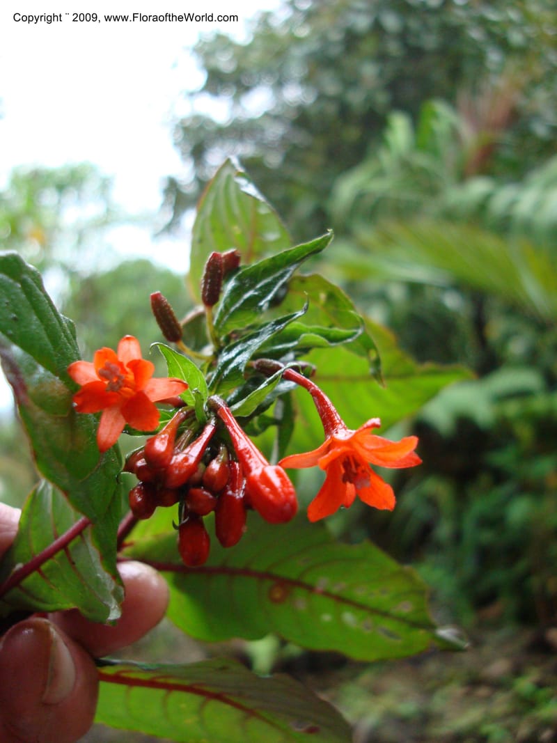 Fuchsia...DN216035,Ecuador.Prov.ZamoraC.Podocarpus,Tapichalaca26Sep2007 156.jpg
