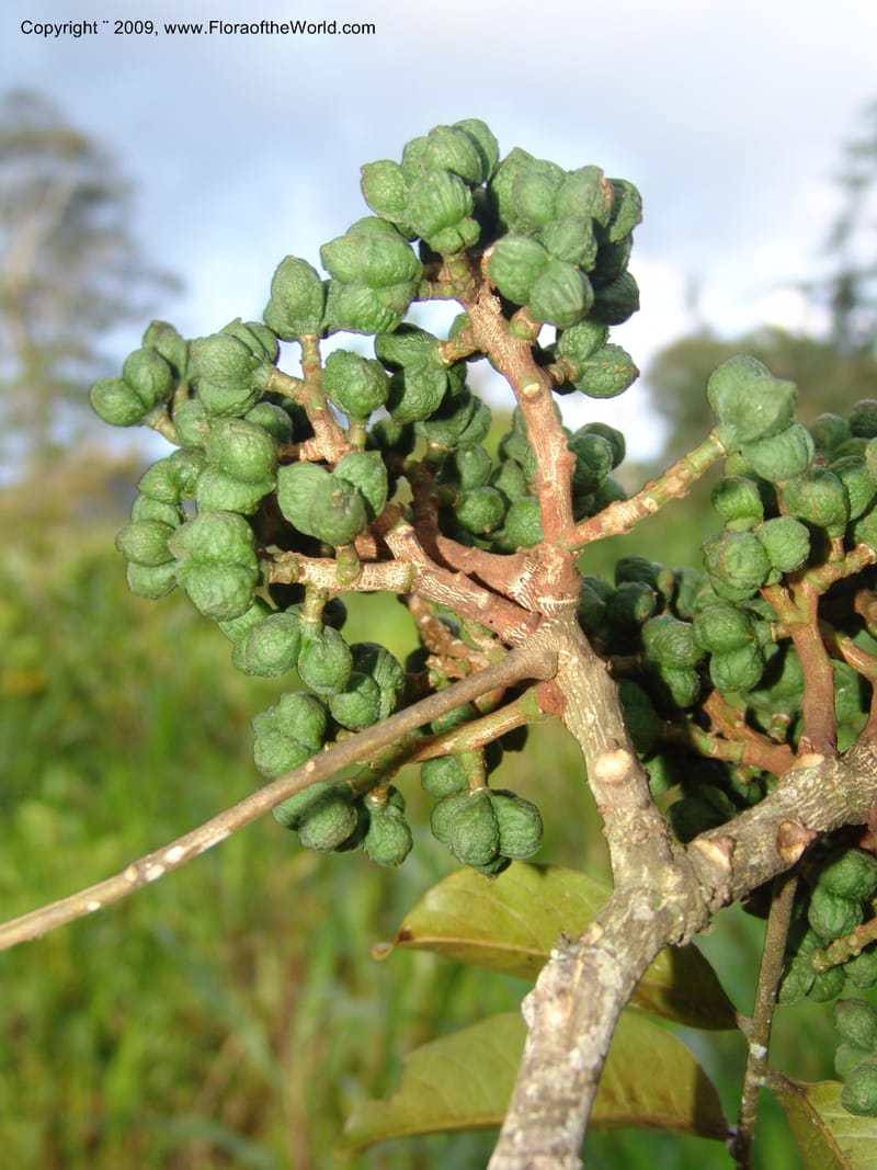 Zanthoxylum, DNeill15865--Ecuador. Zam. Ch. Rio Wawaime Val. 19 Sep 07. 074.jpg