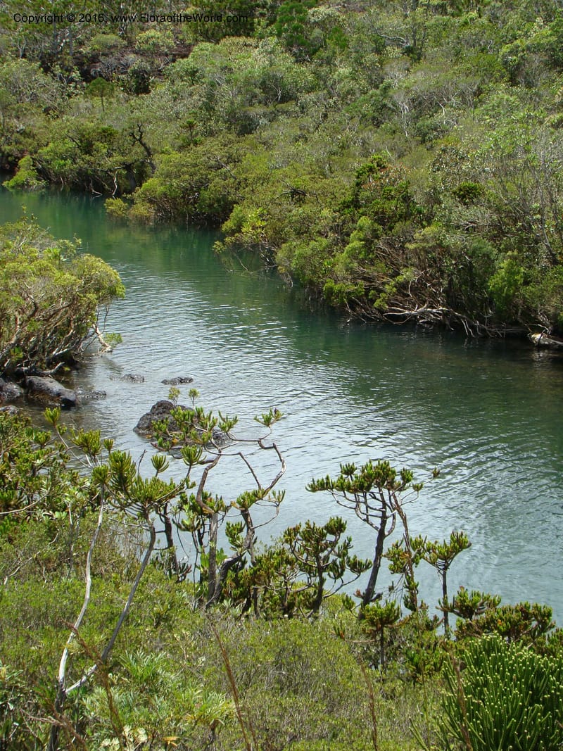 Dacrydium guillauminii, not coll.--New Caledonia. 527.jpg