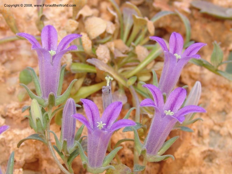 Campanula saxatilis ssp saxatilis--Crete. Ep. Kydonia. Akrotiri. Trail Gouvernetos . 23 May 05. 159.jpg