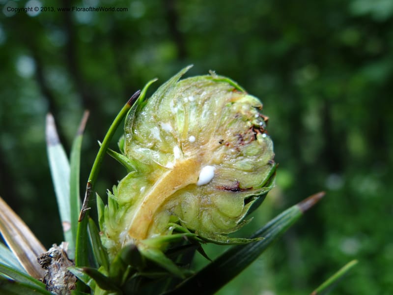Cunninghamia lanceolata, Davidson, C 11976--China. Zhejiang Prov. Tian Mu Shan. 1 Jun 2012. DSC01264 (158).JPG