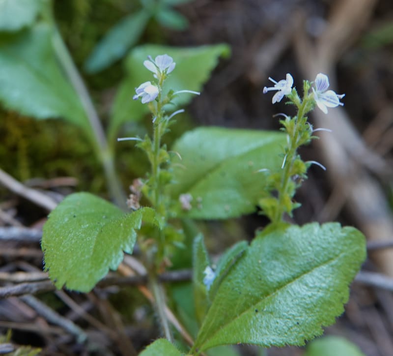 Veronica officinalis, C. Davidson 13799--ID. Latah Co. FSR 447. 7 Jul 2018. DSC05707 (146).JPG