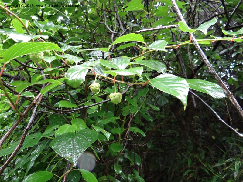 Kadsura longipedunculata, Davidson, C 12011--China. Anhui Prov. Huang Shan. 6 Jun 2012. DSC01928 (25).JPG