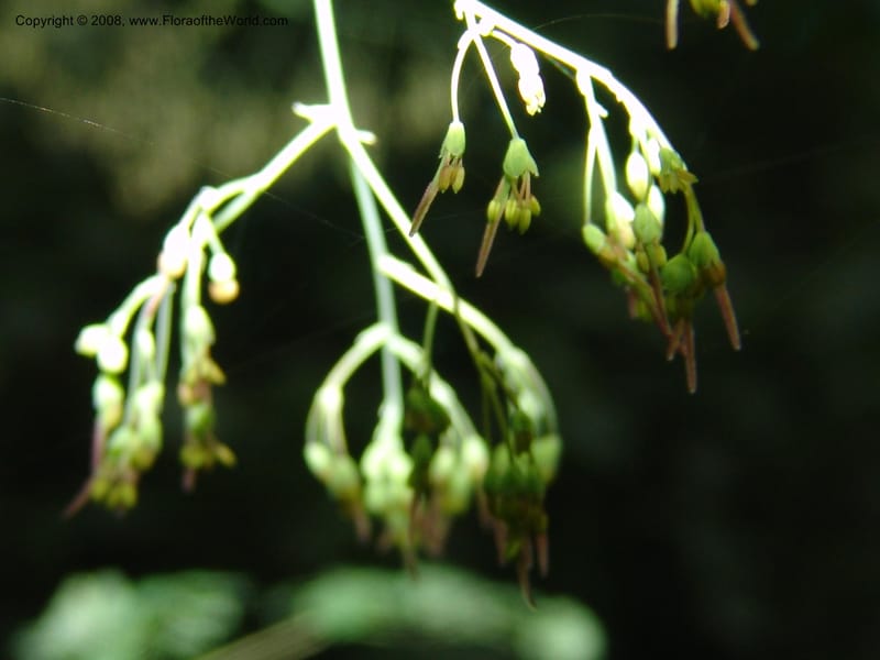 Thalictrum rhynchocarpum--Kenya. Brooks Bond Tea Estate, Kericho. 8 Jul 04. 128.jpg