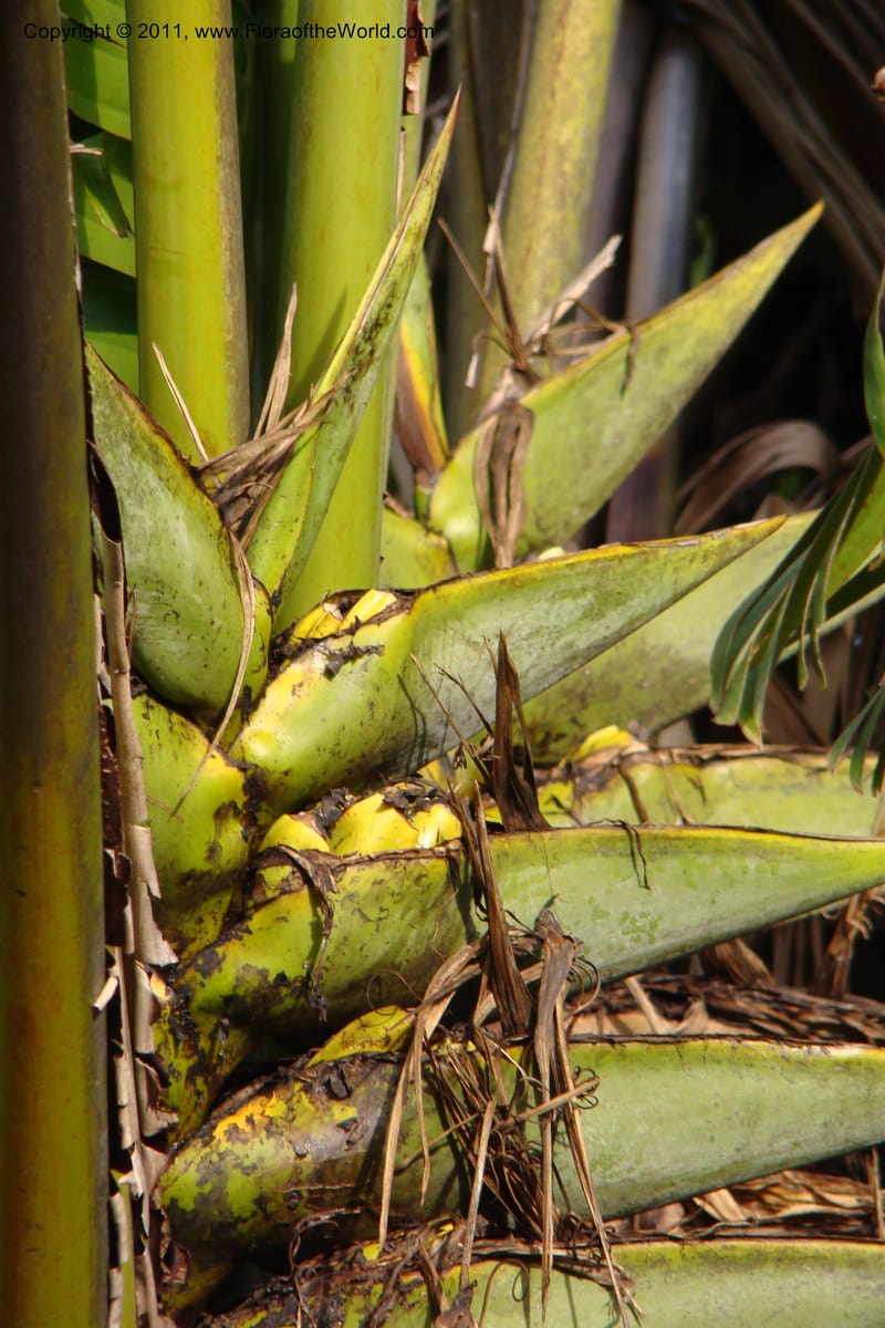 Ravenala madagascariensis, not coll.--Madagascar. Prov. Fianarantsoa. RN 12. 14 Jan 09. 328.jpg