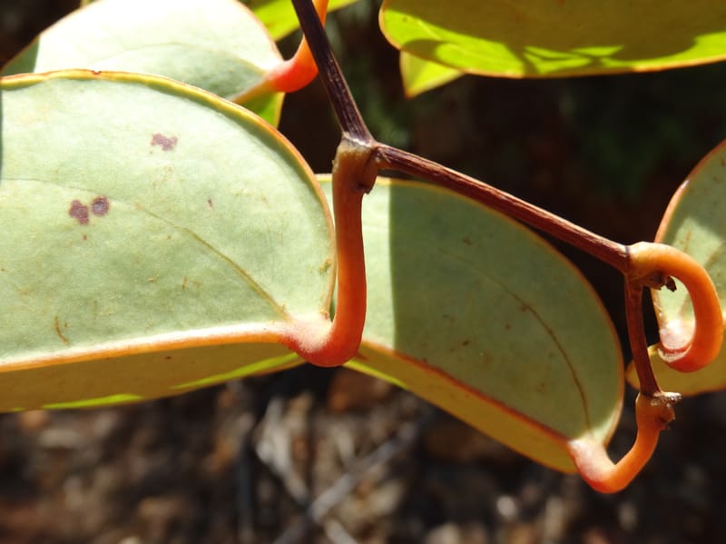Smilax, Munzinger, J 7482--New Caledonia. PinPin. 20 Nov 2015. DSC03938 (224).JPG