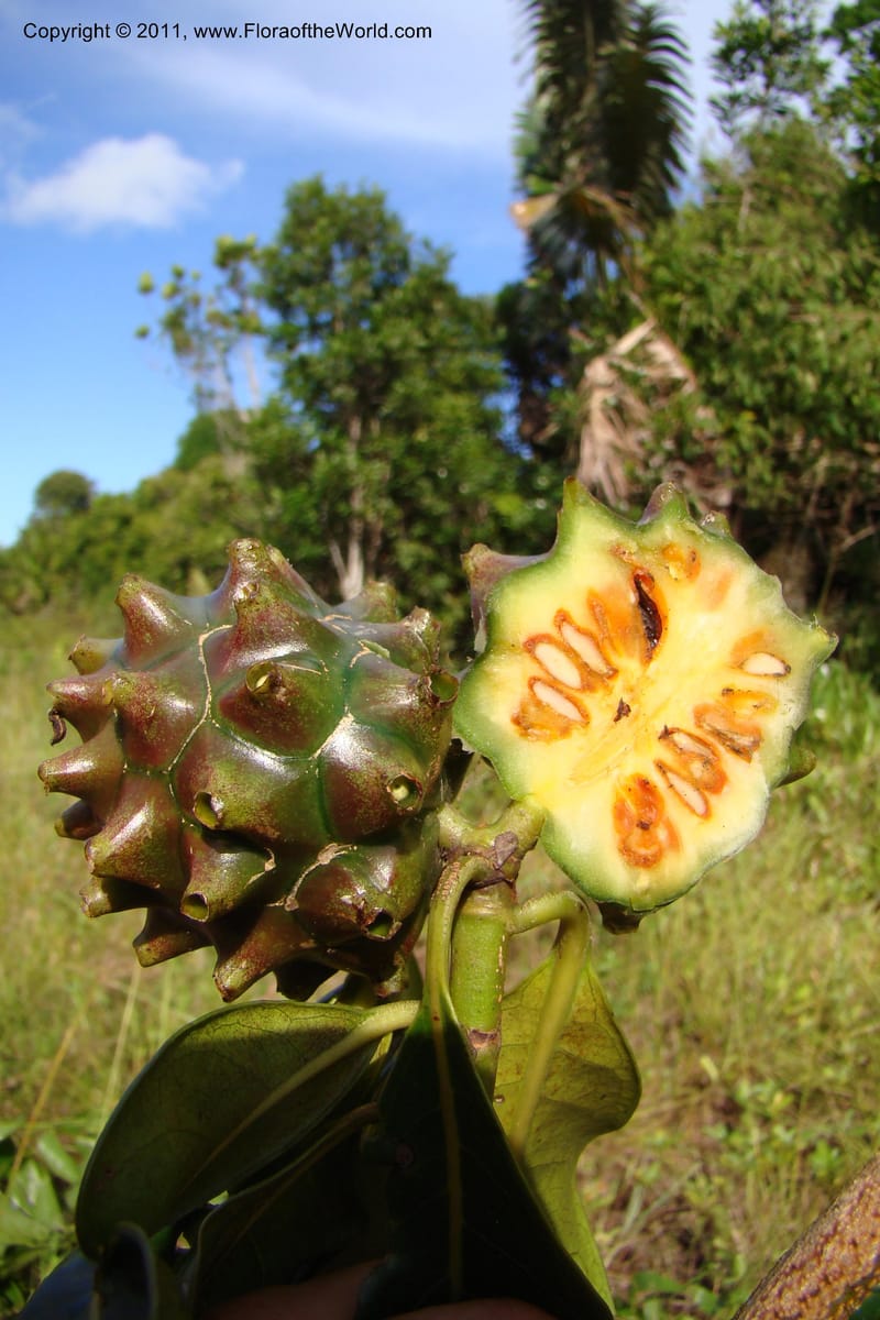 Morinda, Razafindraibe 206--Madagascar. Prov. Fianarantsoa. RN 12. 14 Jan 09. 292 (8).jpg