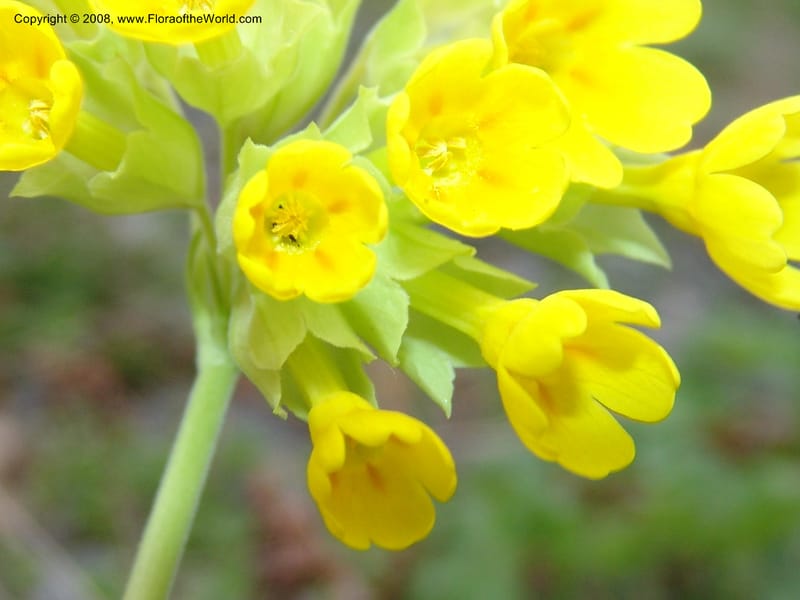 Primula macrocalyx--Georgia. Kazbegi region. Kora Gorge. 3 Jun 05. 180.jpg