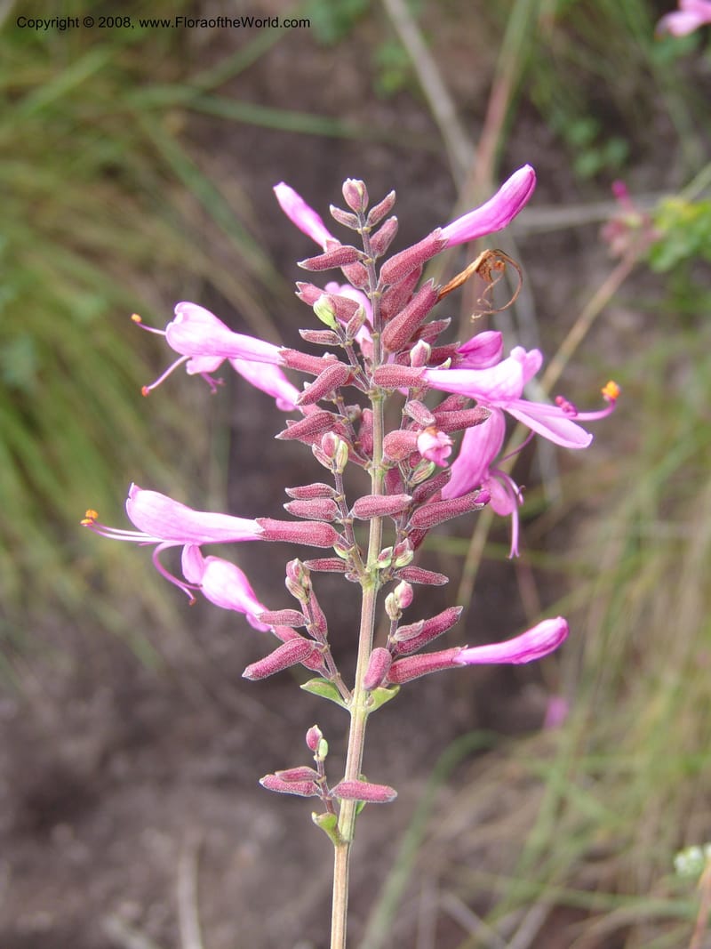 Syncolostemon rotundifoliius--So.Africa. E. Cape. Umtamvuna Nat. Res. 11 Mch 05. 099.jpg