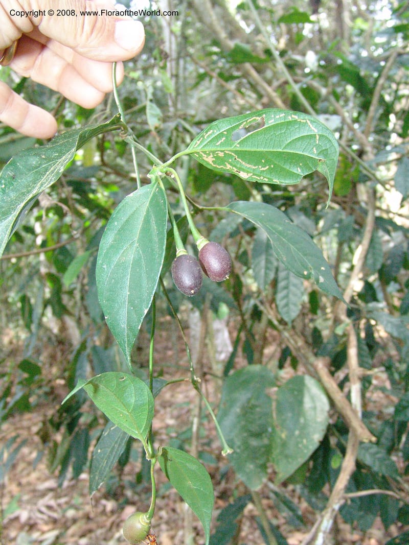 Mendoncia aspera, AAraujoM3015--Bolivia.  Pq. Nal. Madidi. Rio Tuichi. Aguapolo. 21 Sep 06. 057.jpg