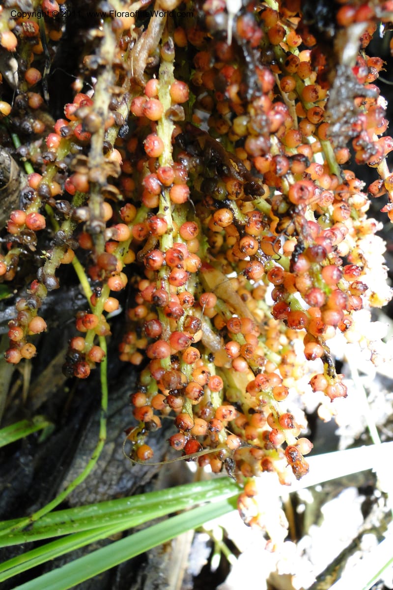 Gunnera brephogea, Ulloa 2180--Ecuador. Pichincha. Reserva Yanacocha. 11 Jun 2011. 311 (37).jpg