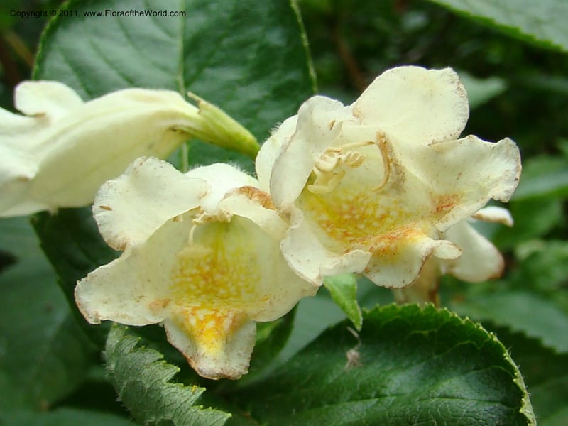 Weigela middendorffiana, 14066-0223-1993--Canada. BC. Univ. BC Bot. Garden. 27 Jul 08. 319.jpg