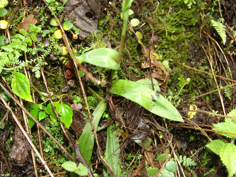 Habenaria, Croat 95988--Ecuador. Edo. Pichincha. Ca 11 km, La Union-Chiriboga. 17 Mar 06. 003 (2).jpg