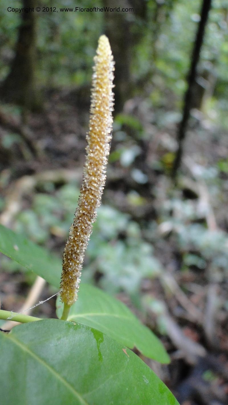 Piper pyrifolium, A. Ramahefaharivelo 163--Madagascar. Ambolotara. Ambodini, Vatovavy. 3 May 2010 112 (4).jpg