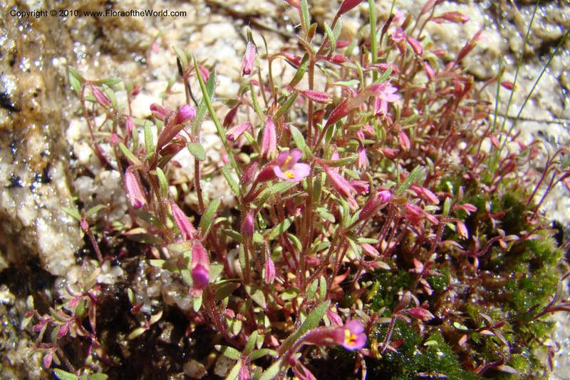 Mimulus breweri, C. Davidson 11466--ID. Valley Co. Warm Lake. 16 June 2009. 092.jpg