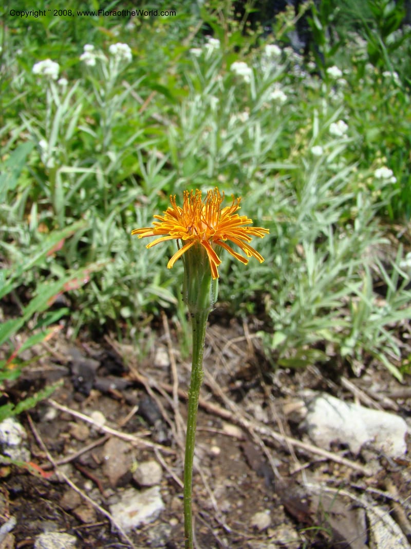 Agoseris aurantiaca, CDavidson11262--ID. Valley Co. Trail to Box Lake. 8 Jul 08. 042.jpg