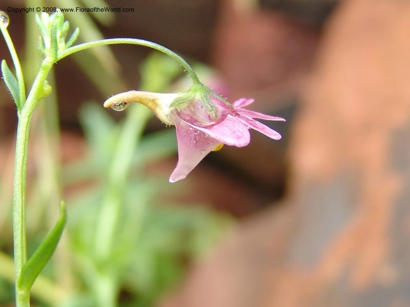 Nemesia fruticans--So.Africa. Mpmal. R37 to Lydenburg.16 Mch 05. 045.jpg