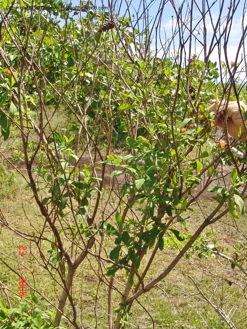Gnidia daphnifolia, Rogers, Z 954-Madagascar, 23 Jan 2006 006 (1).jpg