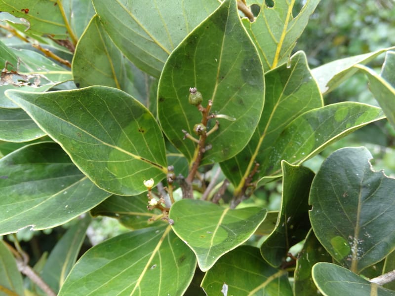 Cryptocarya, Munzinger, J 7347--Fiji. Delaikoro Mtn. 3 Nov 2015. DSC08393 (277).JPG