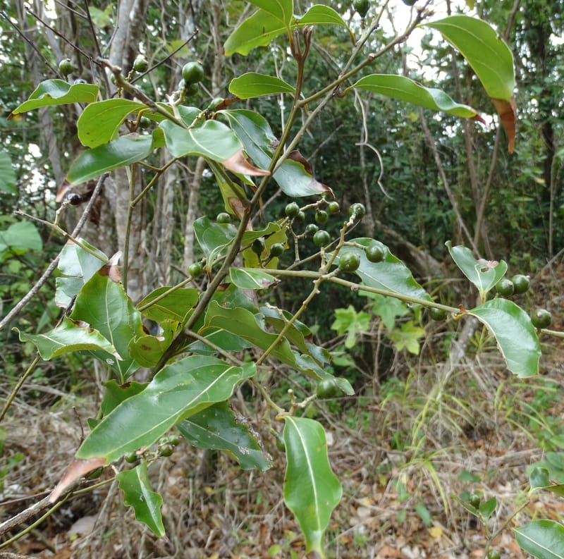 Cryptocarya, Lowry, P 7337--Fiji. Vesidrua Vill. 5 Nov 2015. DSC09215 (36).JPG