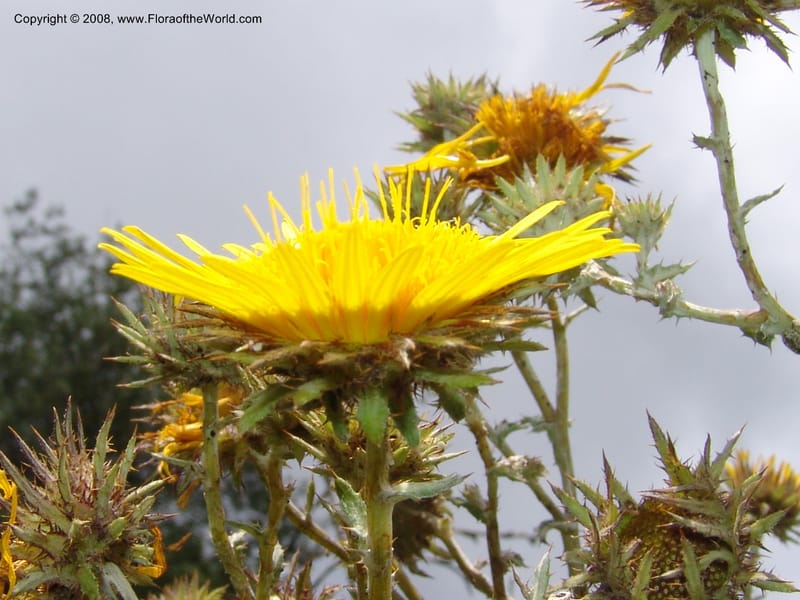 Berkheya--So.Africa. KZN. Midl. Meand. Granny Mouse. 13 Mch 05. 077.jpg