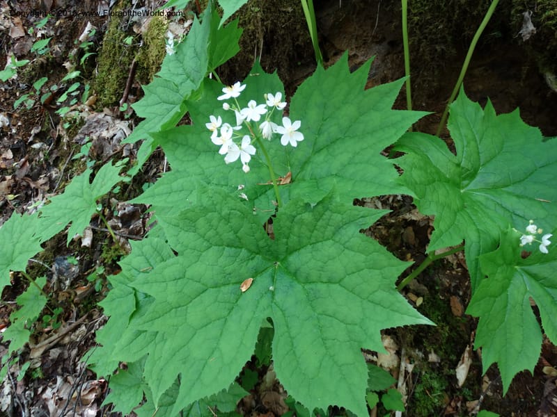 Diphylleia cymosa, Davidson, C 12981--North Carolina. Clay Co. Perry Gap Rd, Barnard's Cr. 13 May 2015. DSC04860 (3).JPG