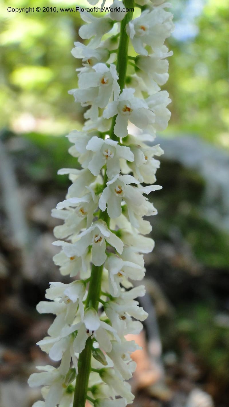 Galax aphylla, Mori 27456--North Carolina. Stokes Co. 26 May 2010. 088 (57).jpg