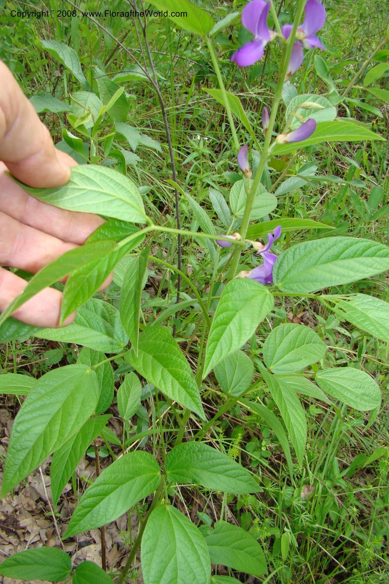Dolichos kilimandscharica ssp. k., RGereau6999--Tanz. Mbeya R. Distr. Pungaluma Hills. 23 Jan 08. 214.jpg