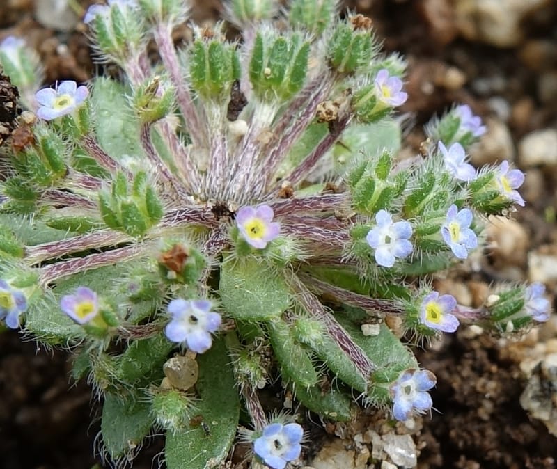 Microcaryum pygmaeum, D. Boufford 44021--China. Sichuan. Daocheng Xian. 14 Aug 2017. DSC05676 (283).JPG