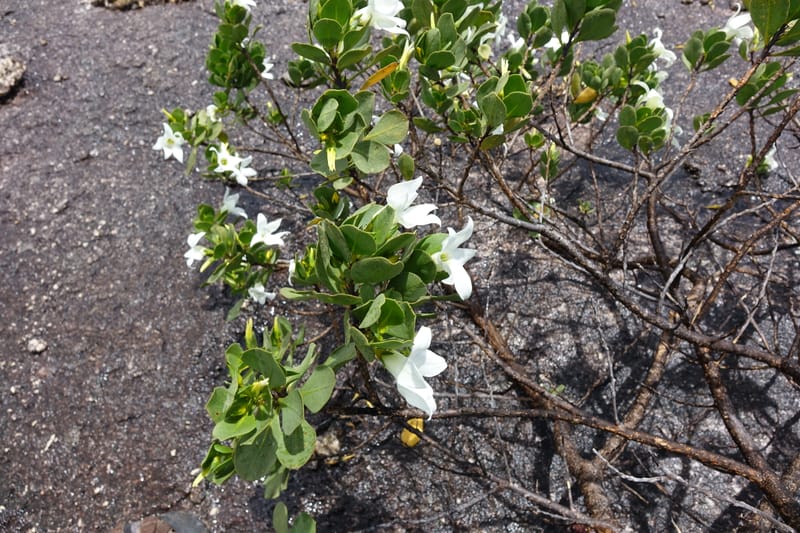 Anthocercis viscosa, Davidson, C 13498--Australia. W. A. Two People's Bay Nat. Res. 29 Oct 2016. DSC06475 (71).JPG