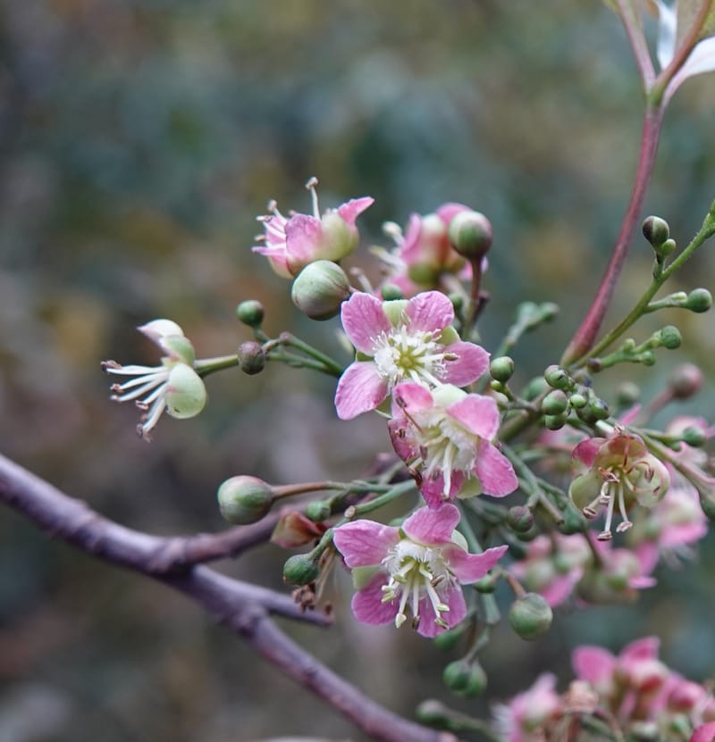 Delavaya toxocarpa, D. Boufford 44087--China. Yunnan. Xinshao Village. 28 Apr 2018. DSC00001 (27).JPG