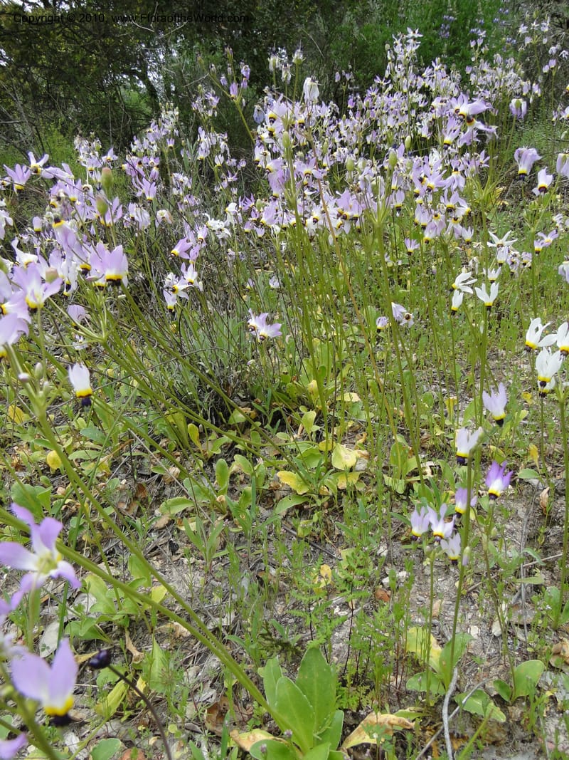 Dodecatheon clevelandii, C. Davidson 11728--California. Santa Barbara Co. 4 April 2010 180 (16).jpg