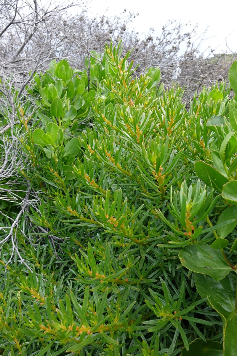 Gyrostemon sheathii, Davidson, C 13516--Australia. W.A. Torndirrup N.P. Frenchman Bay Rd. 30 Oct 2016. DSC06898 (48).JPG