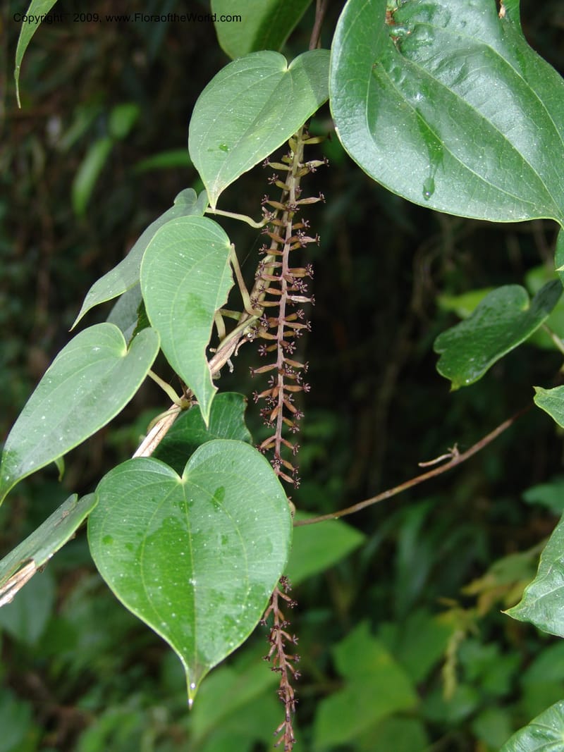 Dioscorea, Croat94641--Ecuador. Prov. Pichincha. Nono-Tandayapa. 14 Feb 05. 280.jpg