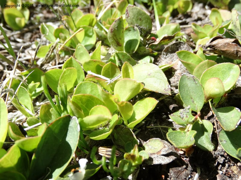 Gaultheria humifusa, Davidson, C 12546--ID. Valley Co. Cloochman Saddle Rd. 1 Jul 2014. DSC09181 (55).JPG