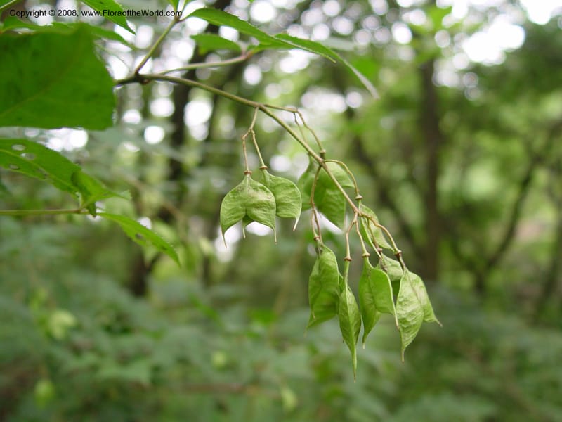 Staphylea bumalda--Japan. Honshu. Shiga Pref. Ibukiyama. 18 Jul 03. 007.jpg