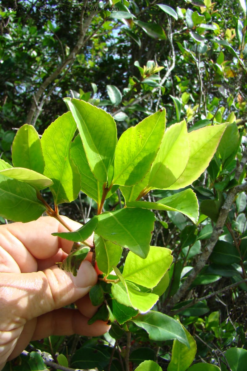 Pseudoscolopia polyantha, Z. Rogers 1325--South Africa. Umtamvuna N. R. 26 Jan 09. 051.jpg