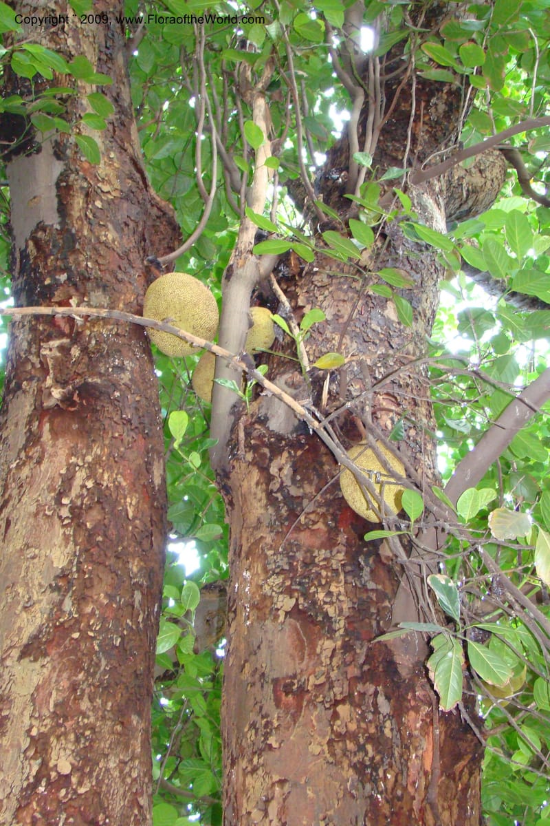 Artocarpus heterophyllus--South Africa. Durban Botanical Garden. 30 Jan 09. 319.jpg