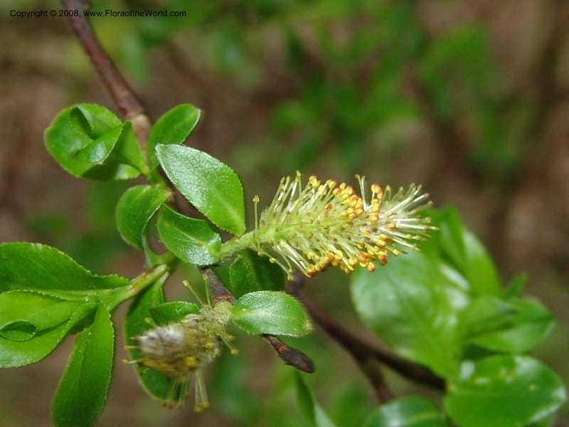 Salix--Georgia. Kazbeki . Trail-road to Sameba Church. 2 Jun 05. 223.jpg