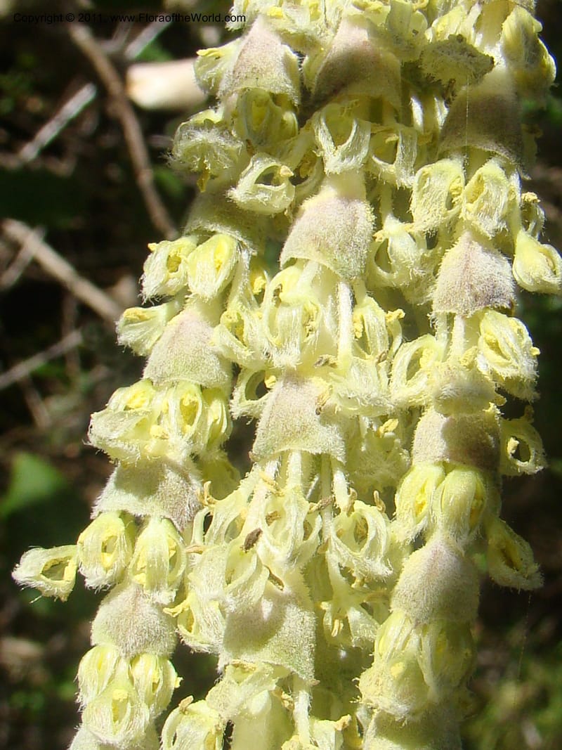 Garrya elliptica, C. Davidson 11826--CA. Moonstone Beach. 26 Jan 2011. 032 (13).jpg